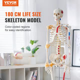 Cilvēka skeleta modelis anatomijai, 1820 mm, PVC, LD-101A
