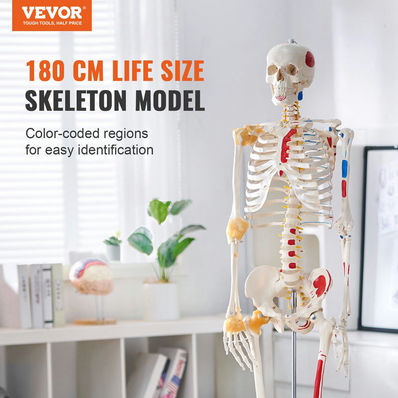 Cilvēka skeleta modelis anatomijai, 1820 mm, PVC, LD-101A