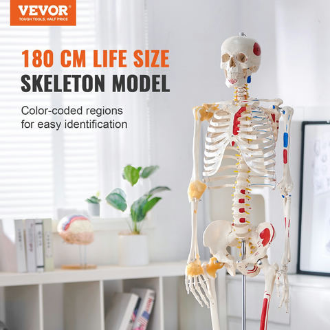 Cilvēka skeleta modelis anatomijai, 1820 mm, PVC, LD-101A