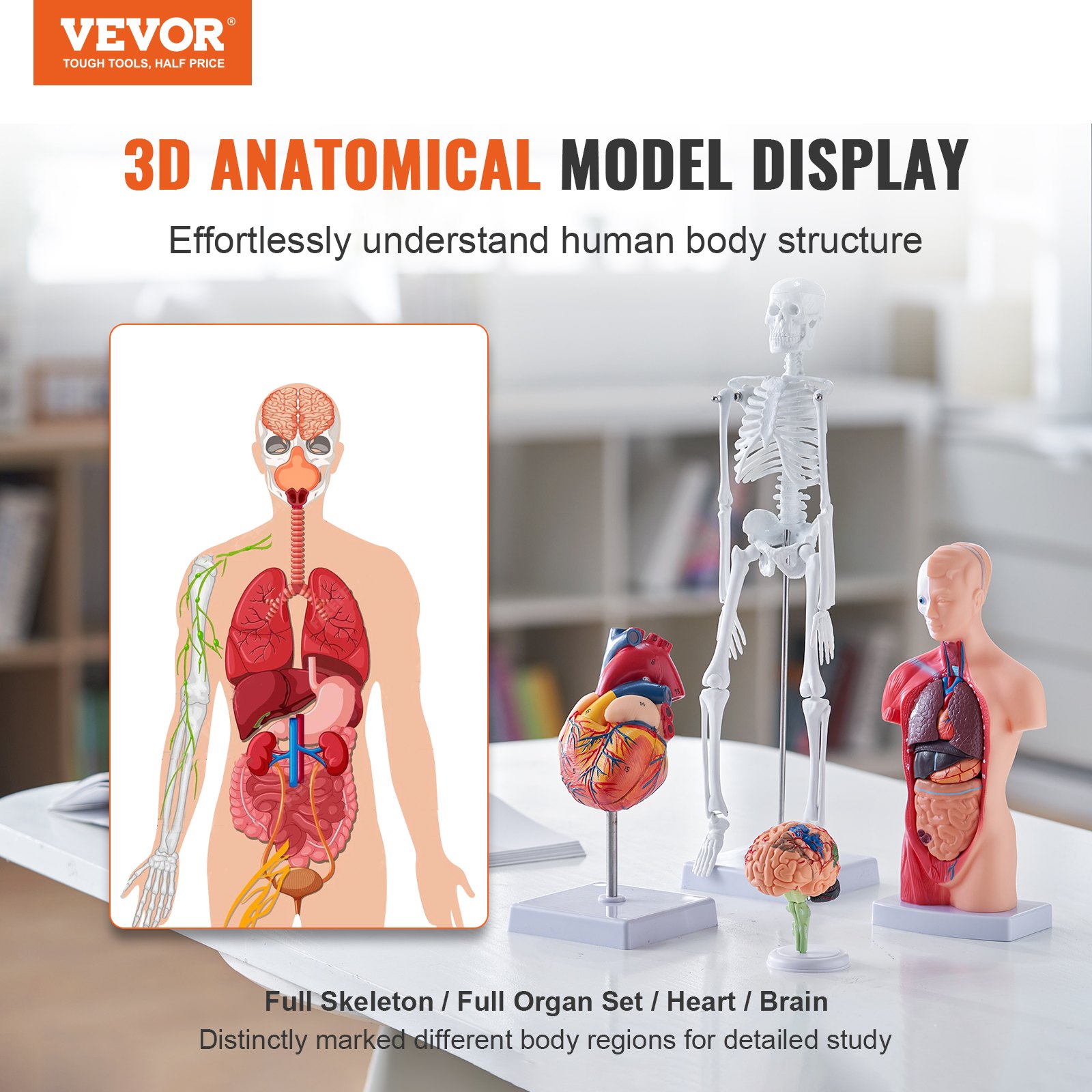 Preces attēls sadaļā “Anatomiskie mācību modeļi”
