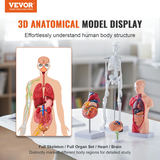 Cilvēka anatomijas modeļu komplekts, 4 gab., smadzenes, rumpis, sirds un skelets